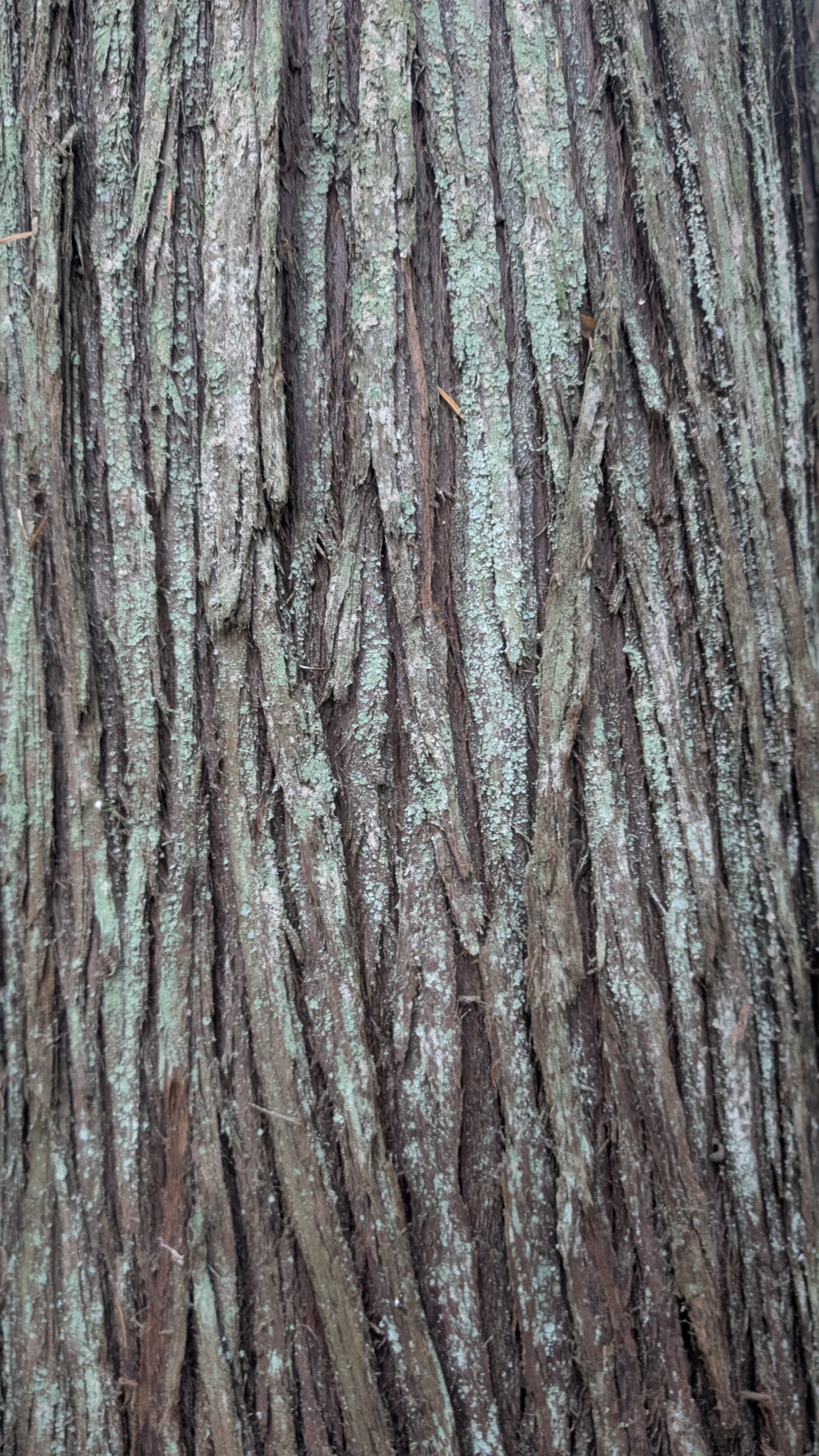 Fibrous, stringy bark texture of an ancient Western Redcedar (Thuja plicata) dusted with lichens