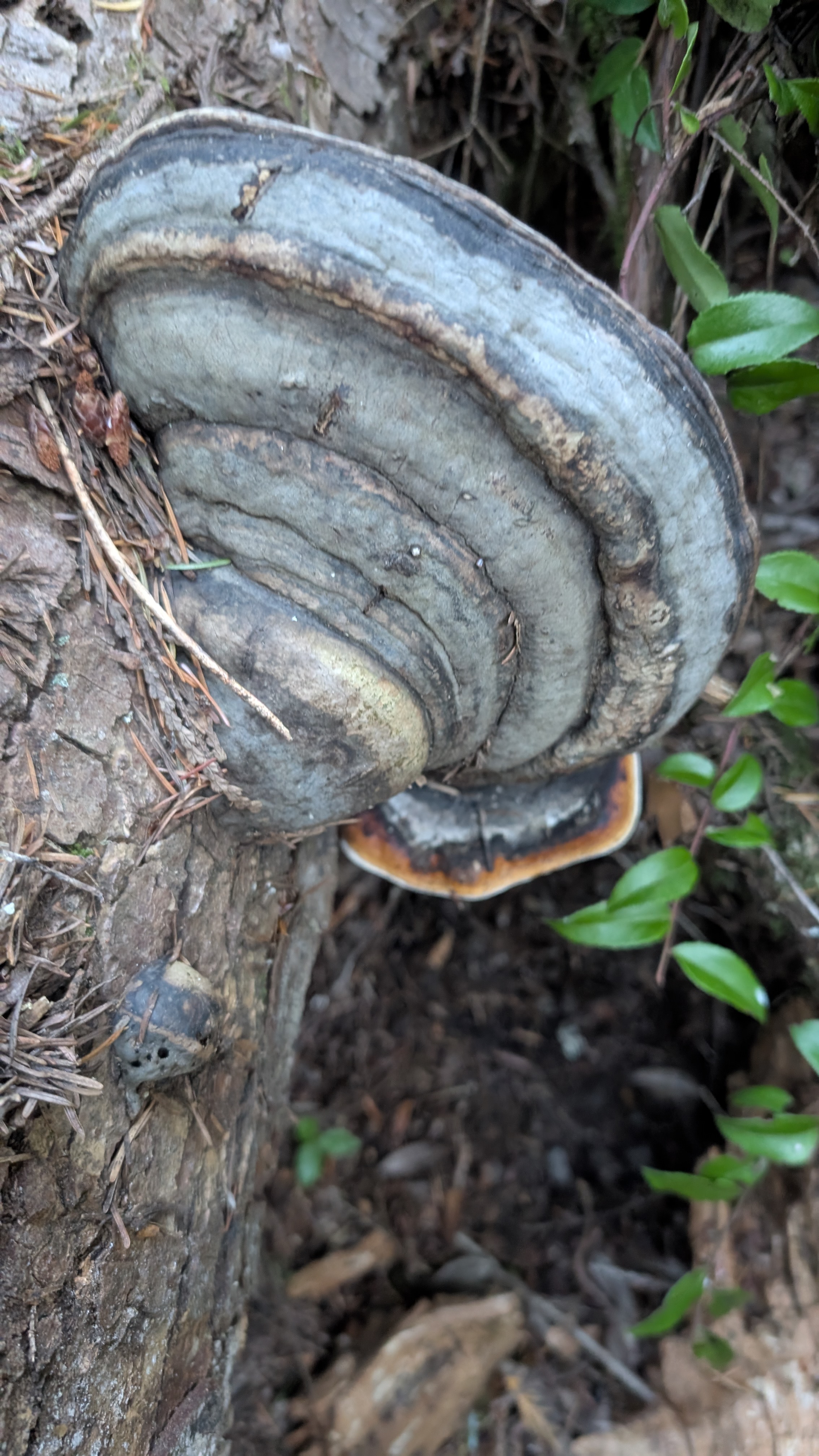 Red-belted conk bracket fungus on decaying conifer wood