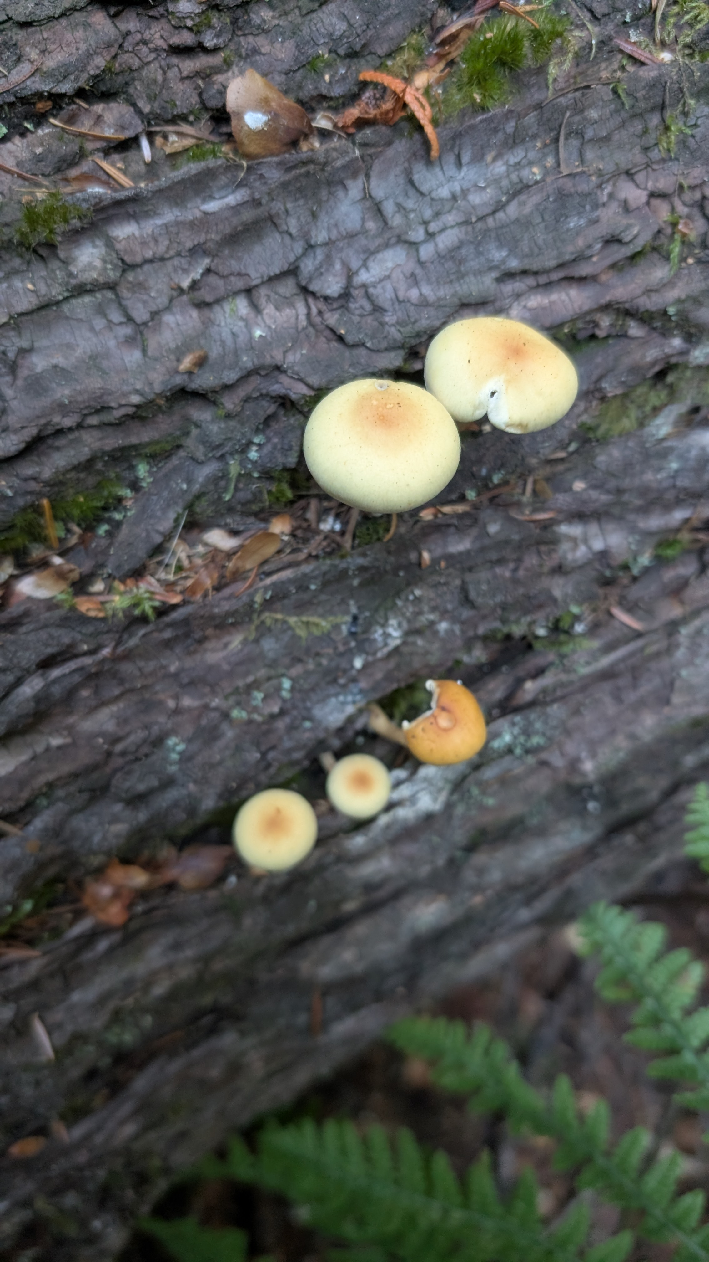 Dense bouquet of bright sulfur tuft mushrooms on mossy wood