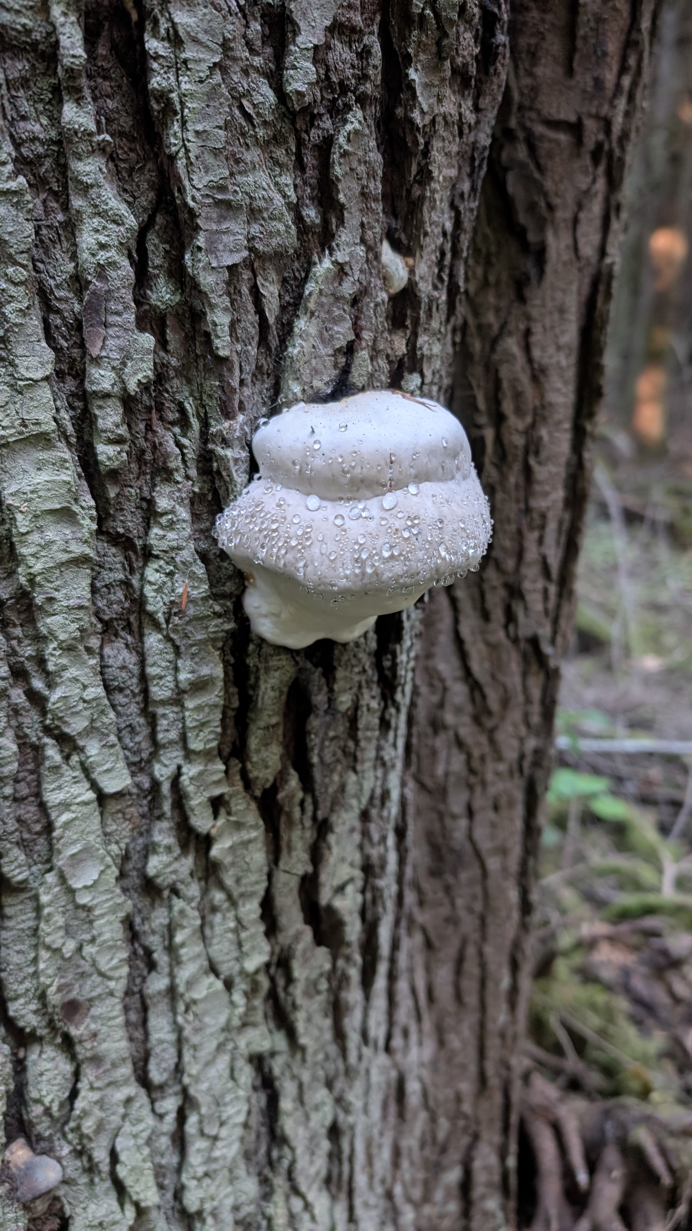 Weeping conk mushroom with active golden droplets of guttation