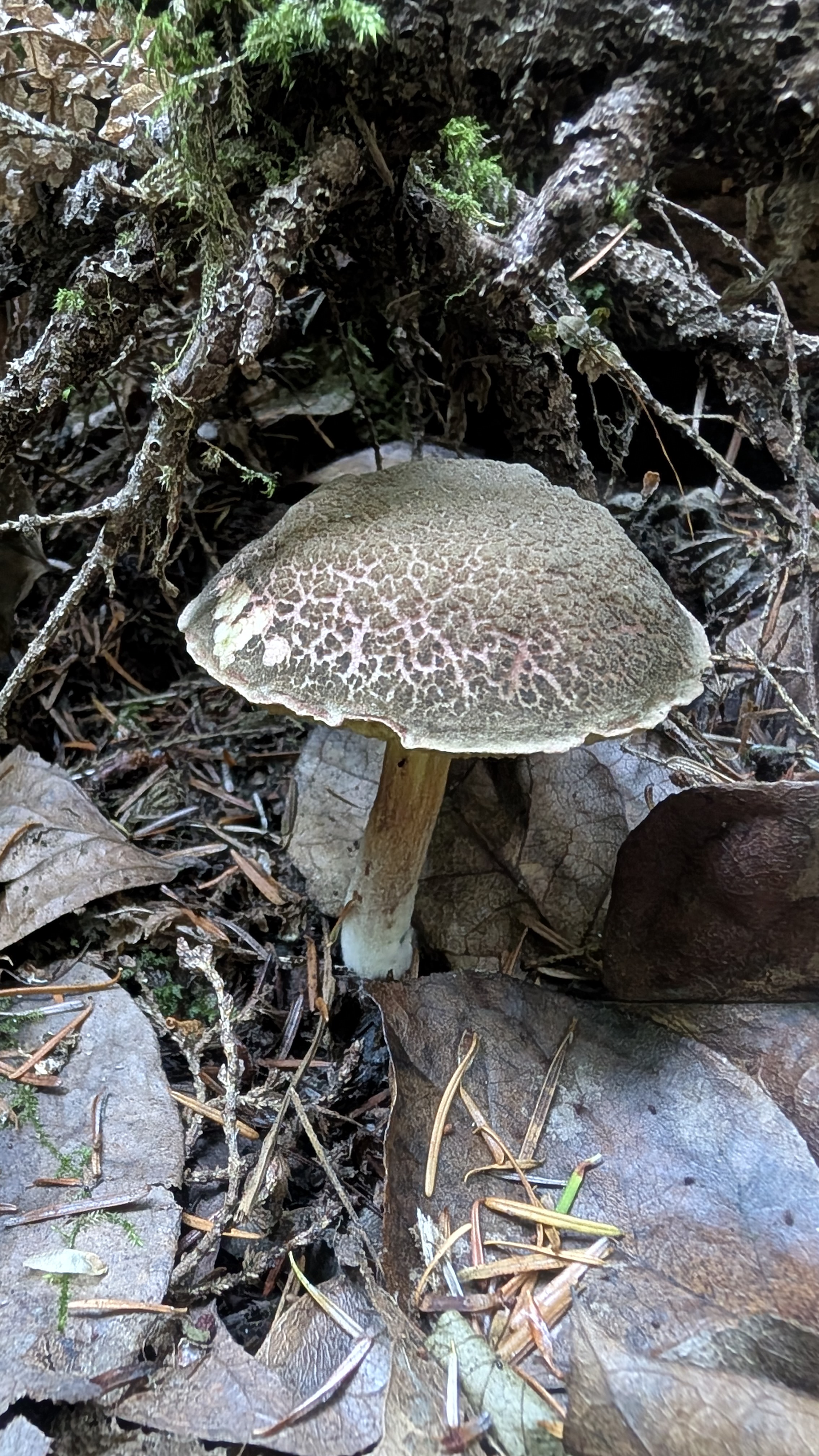 Red-cracking bolete with mosaic cap revealing ruby red underflesh