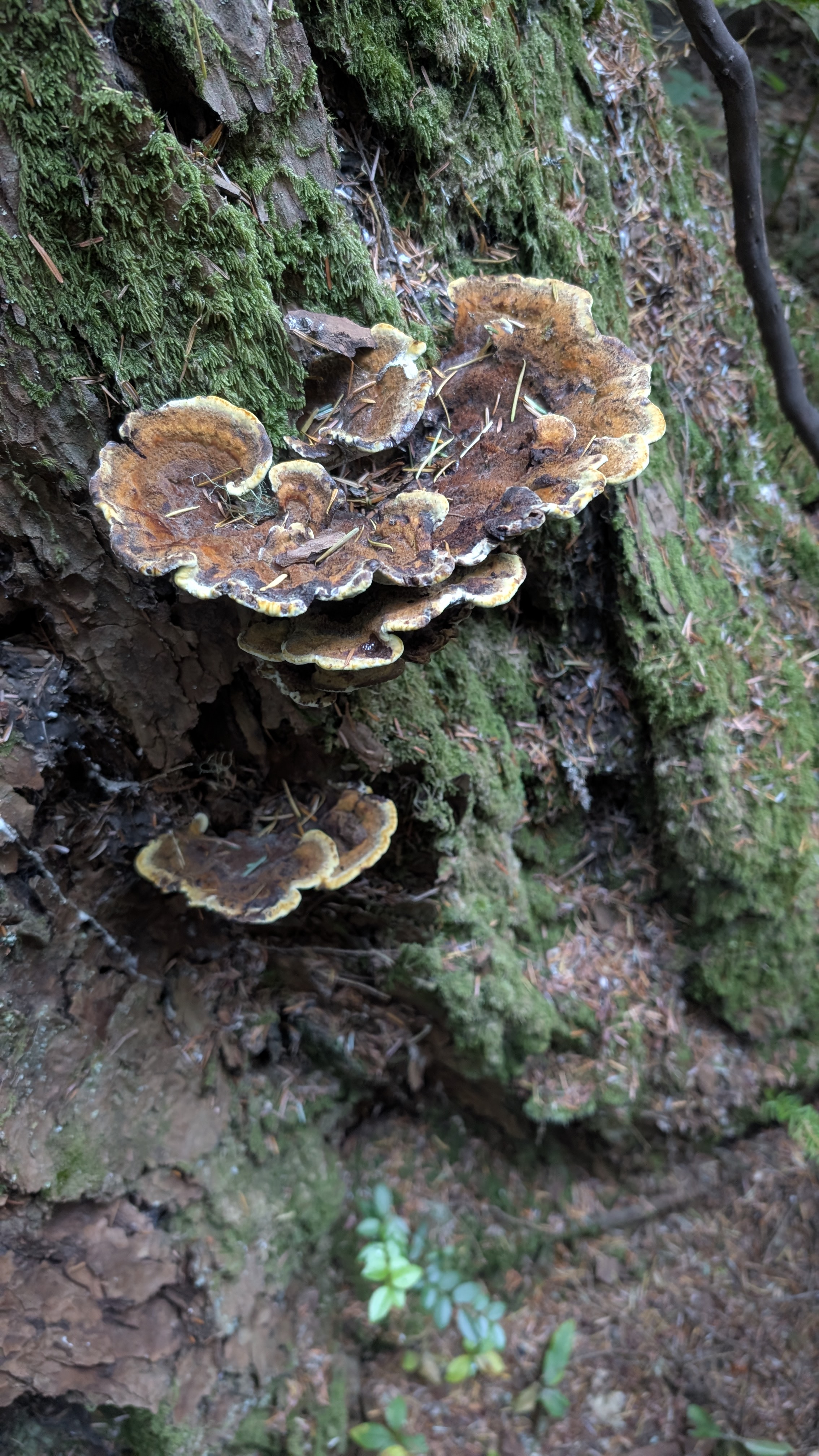 Dyer's Polypore Velvet-top fungus showing velvety brown rosette cap and yellow-green margin