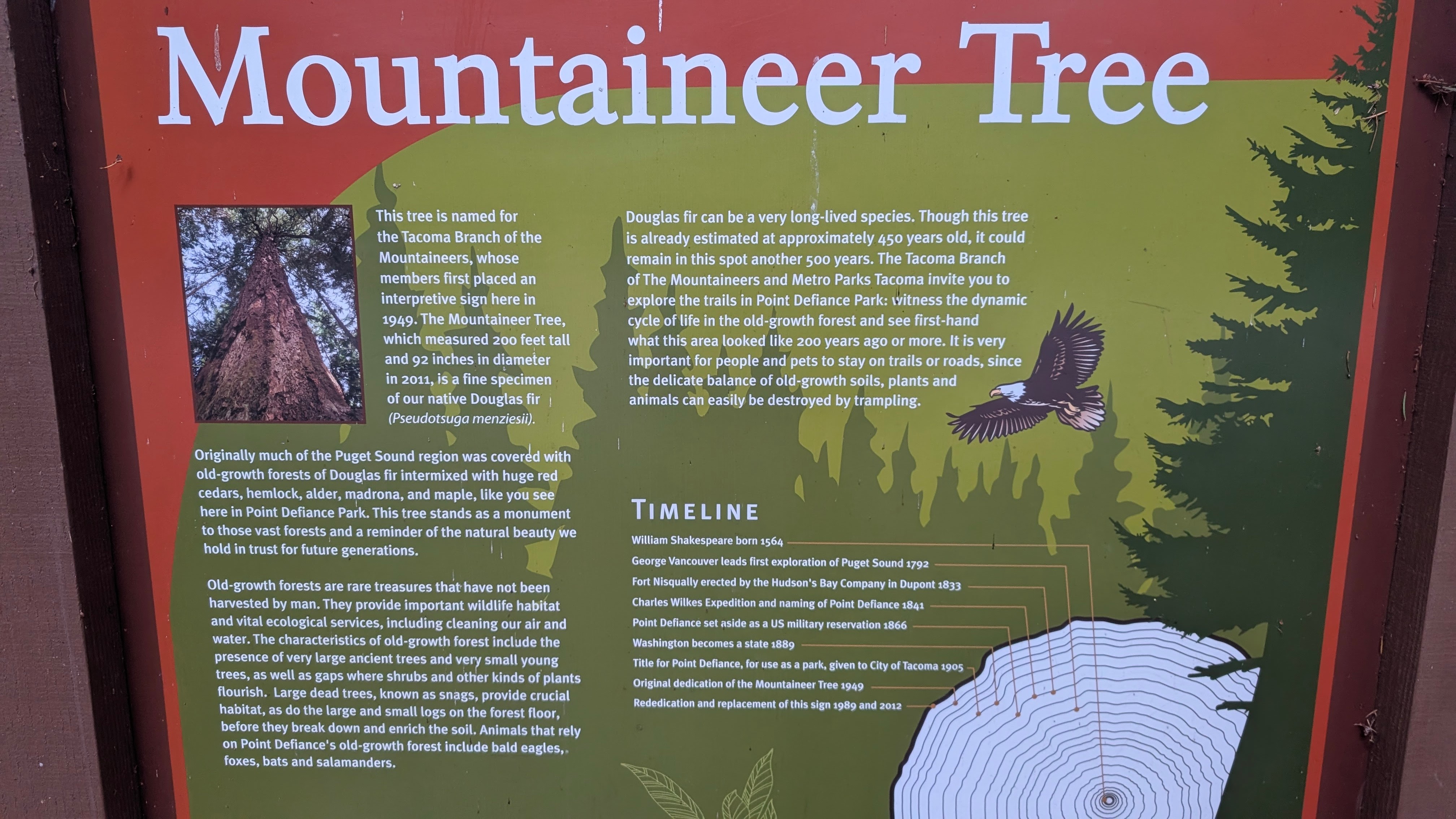 Looking upward into the towering canopy of the Mountaineer Tree