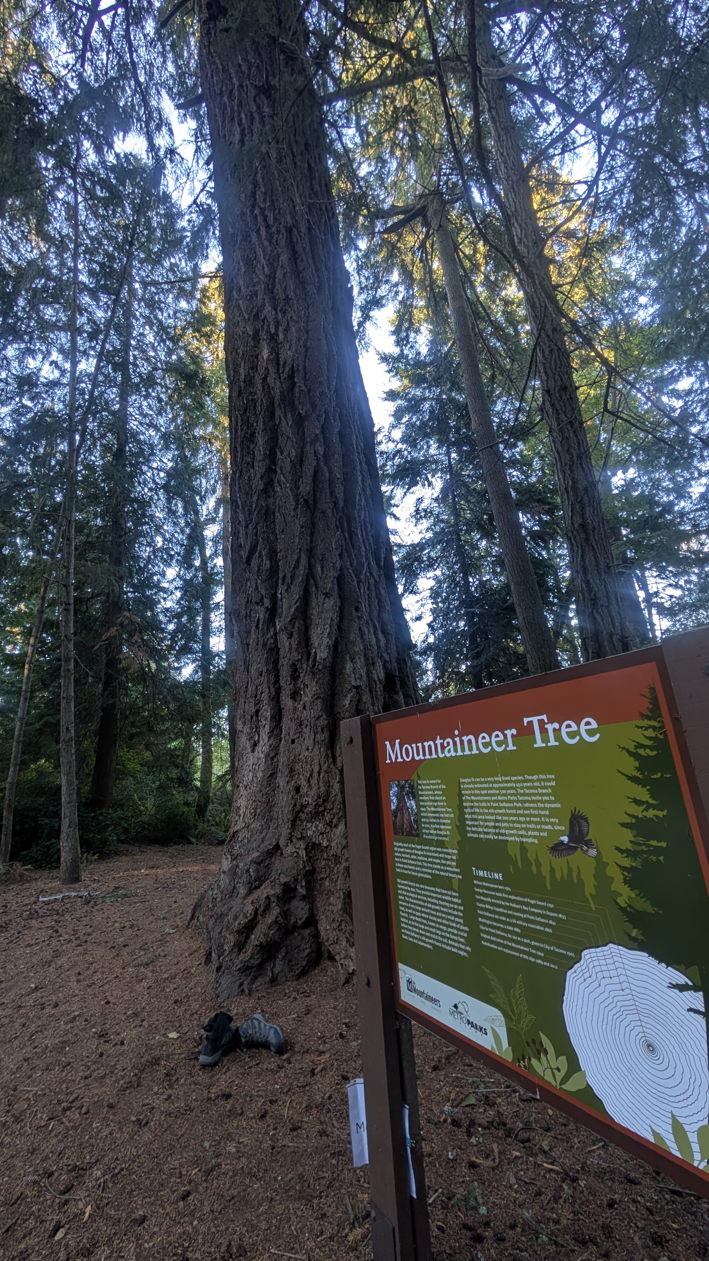 Historic Mountaineer Tree interpretive placard at Point Defiance Park
