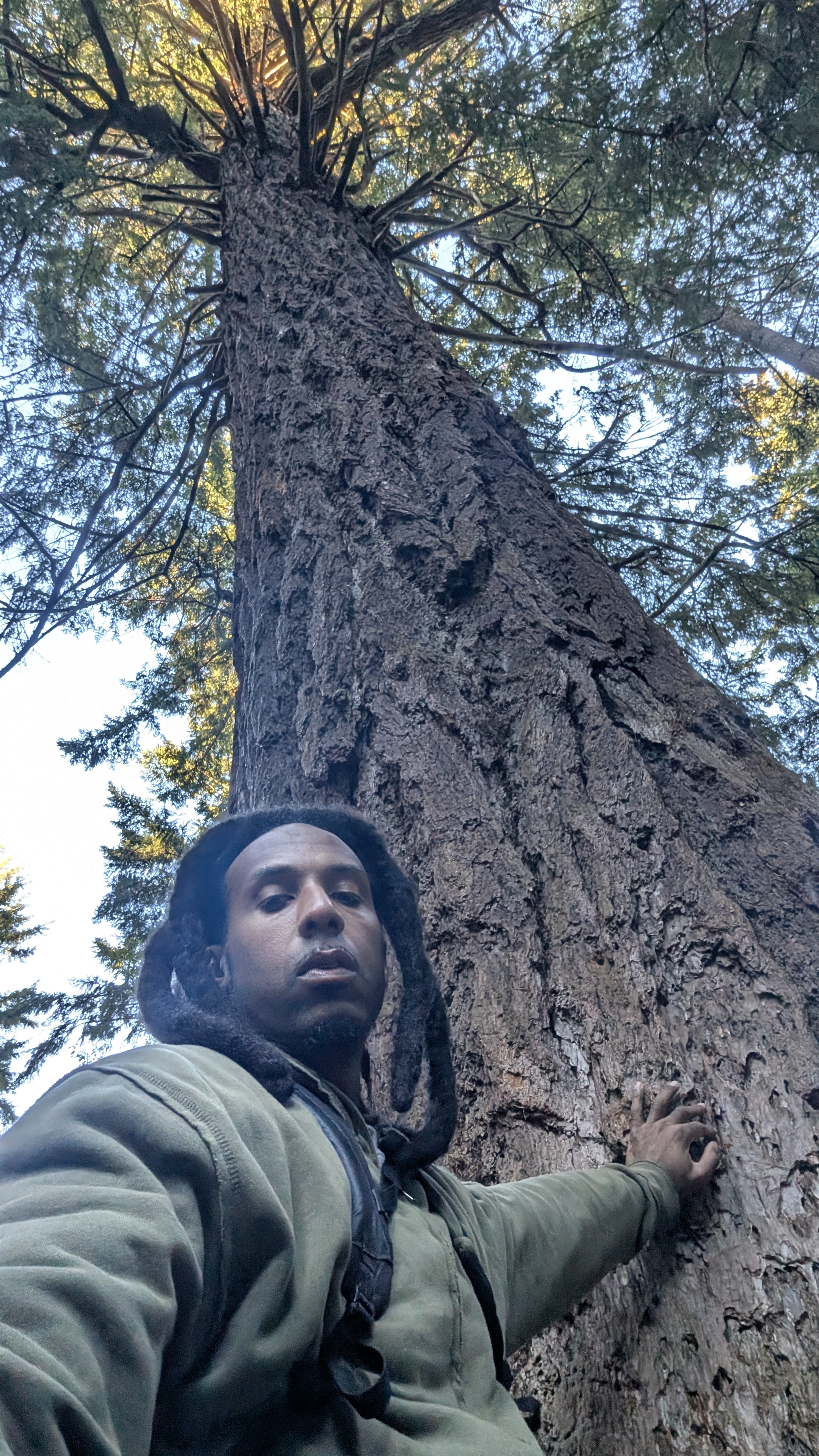 Hand gently placed upon the ancient bark of an old growth tree